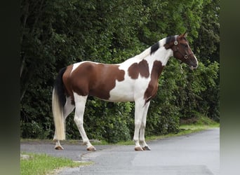 Cheval de sport allemand, Hongre, 5 Ans, 168 cm, Pinto