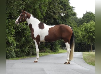 Cheval de sport allemand, Hongre, 5 Ans, 168 cm, Pinto