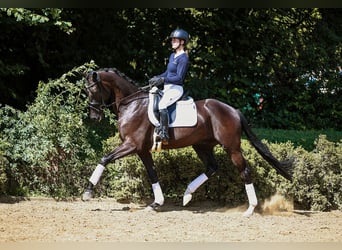 Cheval de sport allemand, Hongre, 5 Ans, 169 cm, Bai brun foncé