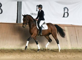 Cheval de sport allemand, Hongre, 5 Ans, 169 cm, Bai