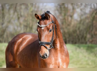 Cheval de sport allemand, Hongre, 5 Ans, 169 cm, Bai