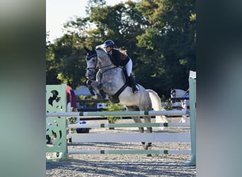 Cheval de sport allemand, Hongre, 5 Ans, 169 cm, Gris pommelé