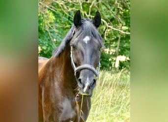 Cheval de sport allemand, Hongre, 5 Ans, 169 cm, Noir