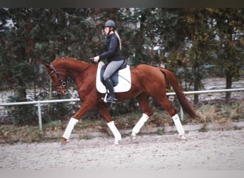 Cheval de sport allemand, Hongre, 5 Ans, 170 cm, Alezan