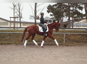 Cheval de sport allemand, Hongre, 5 Ans, 170 cm, Alezan