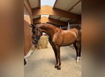 Cheval de sport allemand, Hongre, 5 Ans, 170 cm, Alezan