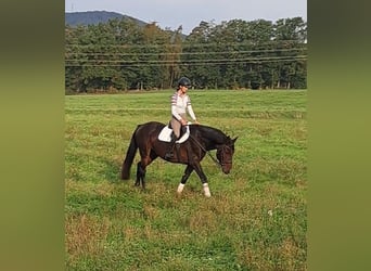 Cheval de sport allemand, Hongre, 5 Ans, 170 cm, Bai brun