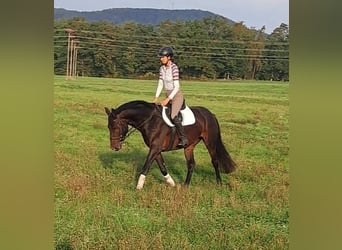 Cheval de sport allemand, Hongre, 5 Ans, 170 cm, Bai brun