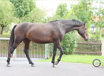 Cheval de sport allemand, Hongre, 5 Ans, 170 cm, Bai brun