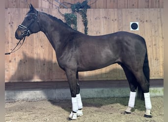 Cheval de sport allemand, Hongre, 5 Ans, 170 cm, Bai brun