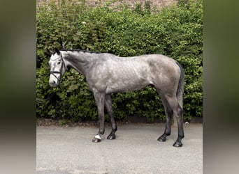 Cheval de sport allemand, Hongre, 5 Ans, 170 cm, Gris pommelé