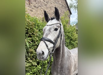 Cheval de sport allemand, Hongre, 5 Ans, 170 cm, Gris pommelé