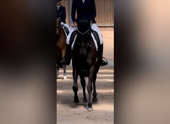 Cheval de sport allemand, Hongre, 5 Ans, 170 cm, Noir