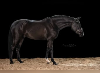 Cheval de sport allemand, Hongre, 5 Ans, 170 cm, Noir