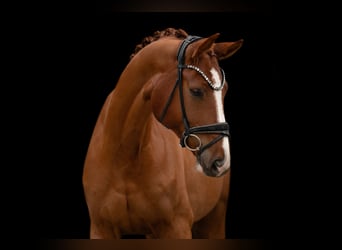 Cheval de sport allemand, Hongre, 5 Ans, 171 cm, Alezan