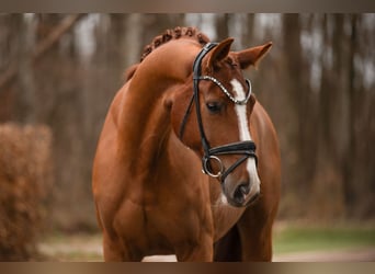 Cheval de sport allemand, Hongre, 5 Ans, 171 cm, Alezan
