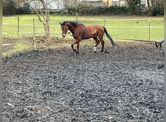 Cheval de sport allemand, Hongre, 5 Ans, 171 cm, Bai