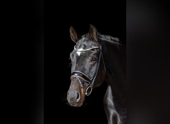 Cheval de sport allemand, Hongre, 5 Ans, 171 cm, Bai brun