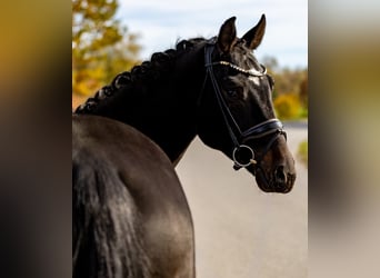 Cheval de sport allemand, Hongre, 5 Ans, 171 cm, Bai brun