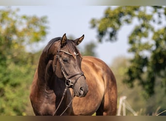 Cheval de sport allemand, Hongre, 5 Ans, 171 cm, Bai brun foncé