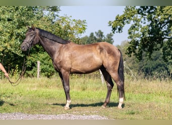 Cheval de sport allemand, Hongre, 5 Ans, 171 cm, Bai brun foncé