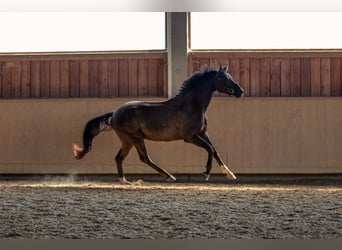 Cheval de sport allemand, Hongre, 5 Ans, 171 cm, Bai brun foncé