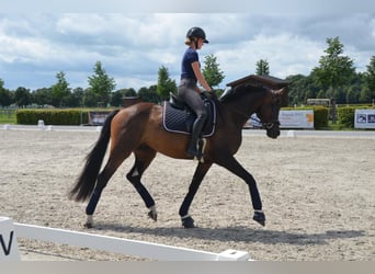 Cheval de sport allemand, Hongre, 5 Ans, 171 cm, Bai