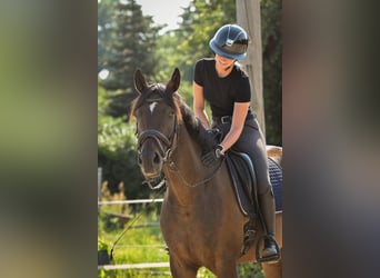 Cheval de sport allemand, Hongre, 5 Ans, 171 cm, Bai