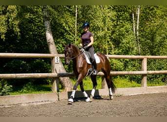 Cheval de sport allemand, Hongre, 5 Ans, 171 cm, Noir