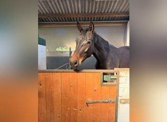 Cheval de sport allemand, Hongre, 5 Ans, 172 cm, Bai brun