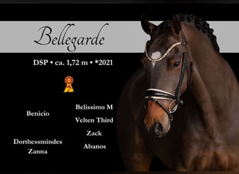 Cheval de sport allemand, Hongre, 5 Ans, 172 cm, Bai brun