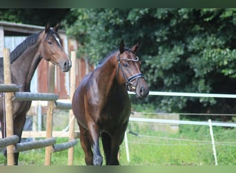 Cheval de sport allemand, Hongre, 5 Ans, 172 cm, Bai