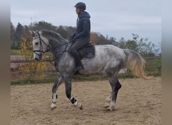 Cheval de sport allemand, Hongre, 5 Ans, 173 cm, Gris pommelé