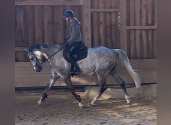 Cheval de sport allemand, Hongre, 5 Ans, 173 cm, Gris pommelé