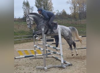 Cheval de sport allemand, Hongre, 5 Ans, 173 cm, Gris pommelé