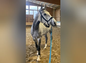 Cheval de sport allemand, Hongre, 5 Ans, 173 cm, Gris pommelé