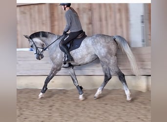 Cheval de sport allemand, Hongre, 5 Ans, 173 cm, Gris pommelé