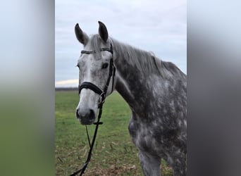 Cheval de sport allemand, Hongre, 5 Ans, 174 cm, Gris