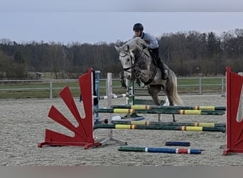 Cheval de sport allemand, Hongre, 5 Ans, 174 cm, Gris