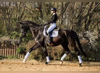 Cheval de sport allemand, Hongre, 5 Ans, 174 cm, Noir