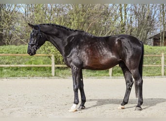 Cheval de sport allemand, Hongre, 5 Ans, 174 cm, Noir