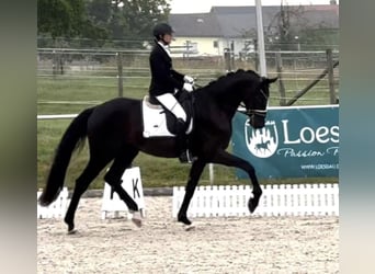 Cheval de sport allemand, Hongre, 5 Ans, 174 cm, Noir