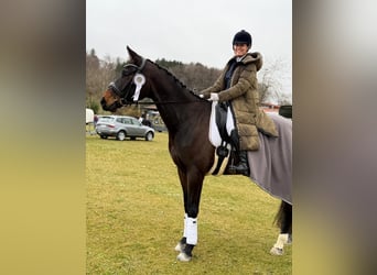 Cheval de sport allemand, Hongre, 5 Ans, 175 cm, Bai brun foncé