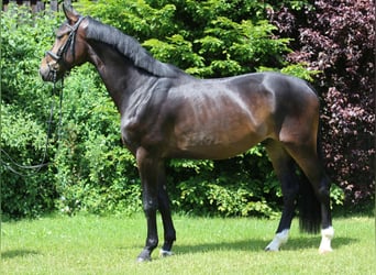 Cheval de sport allemand, Hongre, 5 Ans, 175 cm, Bai brun foncé
