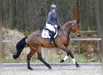 Cheval de sport allemand, Hongre, 5 Ans, 175 cm, Bai