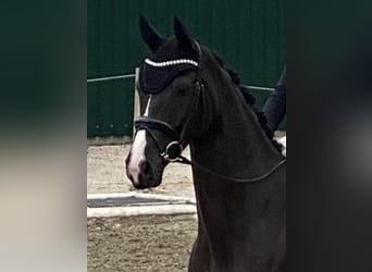Cheval de sport allemand, Hongre, 5 Ans, 175 cm, Noir