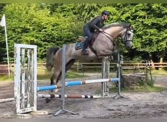 Cheval de sport allemand, Hongre, 5 Ans, 176 cm, Gris