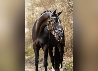Cheval de sport allemand, Hongre, 5 Ans, 176 cm, Noir