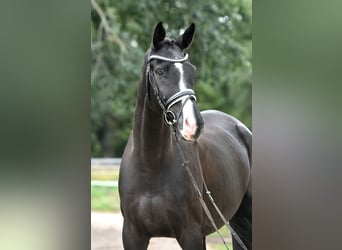 Cheval de sport allemand, Hongre, 5 Ans, 177 cm, Noir