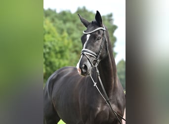Cheval de sport allemand, Hongre, 5 Ans, 177 cm, Noir